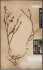 Foto von Salix aurita L.